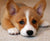 Corgis and Your Mental Health: 8 Ways Your Corgi Helps You Cope