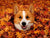 Fall into Autumn with these Must-Have Corgi Gifts
