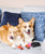 Kick Off Summer With A Corgi Campout