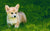 Corgi-Themed Boredom Busters to Keep You Sane