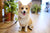 Ensuring Healthy Pets: Do I Need Pet Insurance?