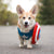 Halloween Fun for You and your Corgi: 2020 Edition