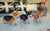 JEKCA Welsh Corgi 01C-M02 - NAYOTHECORGI