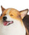 Smiling Corgi Statue 1:6 - NAYOTHECORGI - Corgi Gifts -Corgi Gift