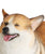 Smiling Corgi Statue 1:6 - NAYOTHECORGI - Corgi Gifts -Corgi Gift