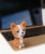 Nodding Corgi Car Decoration - NAYOTHECORGI