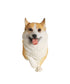 Walking Corgi Statue 1:4