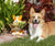 Corgi with Flower Crown Plant Pot - NAYOTHECORGI