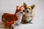JEKCA Welsh Corgi 01S-M01 - NAYOTHECORGI