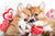 Top Ten Valentine's Gifts For Corgi Lovers