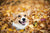 5 Thanksgiving Tips For You and Your Corgi