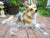 Tips to Keep Your Corgi's Shedding in Check