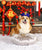 Celebrate Chinese New Year With Lucky Corgi Gifts