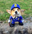 ‘Pet Flipping’: How to Keep Your Corgi Safe from Criminals