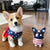 Keep Your Corgi Safe this 4th of July