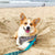 Thanks for Visiting Us at So Cal Corgi Beach Day!