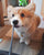 New Year, New Resolution: 10 Reasons to Walk Your Corgi Every Day