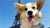 Traveling With Your Corgi - 7 Tips for a Successful Getaway