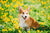 Keep Your Corgi Safe From These Four Summer Pests