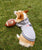[FOR DOGS] NFL TEAM HOODIE - PATRIOTS BY HipDoggie - NAYOTHECORGI